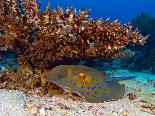 0fee3b62fc_shutterstock_267417656_underwater_photography_in_sharm_elsheikh_in_egypt_string_ray_below_coral_ (1).jpg