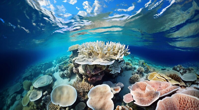 01-sodwana-bay-coral-reef.jpg