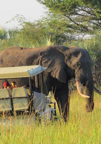 07-tembe-elephant-park-safari.jpg
