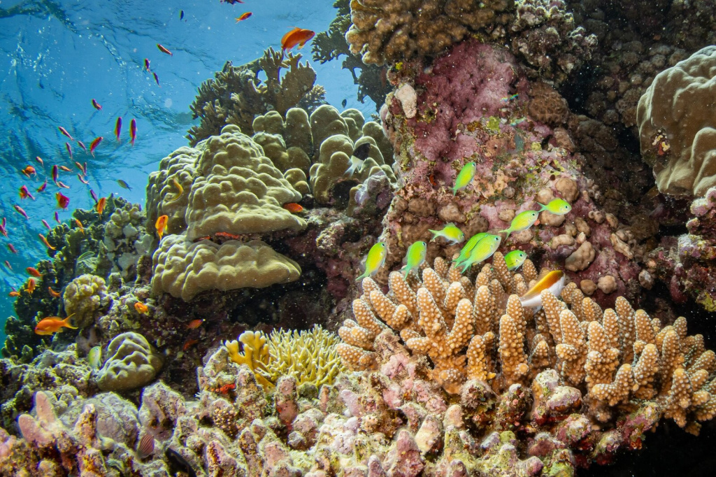 02-elba-remote-reefs.jpg 02-elba-remote-reefs.jpg