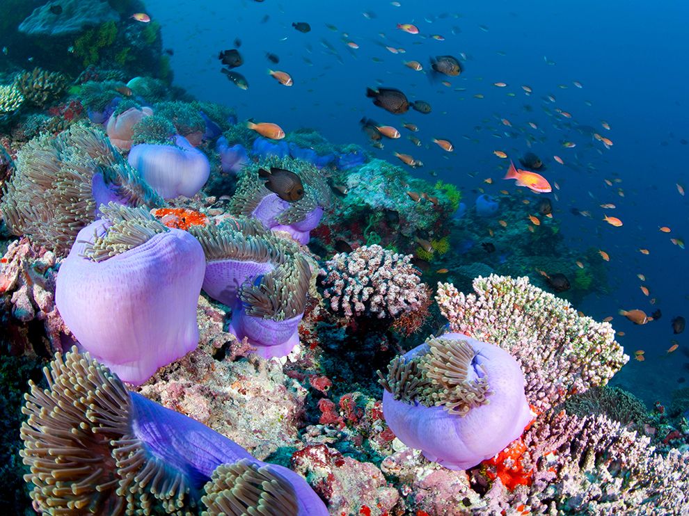 fish_ari_atoll_maldives_72852_990x742.jpg fish_ari_atoll_maldives_72852_990x742.jpg