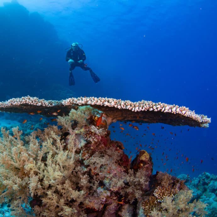 04-zabargad-table-corals.jpg
