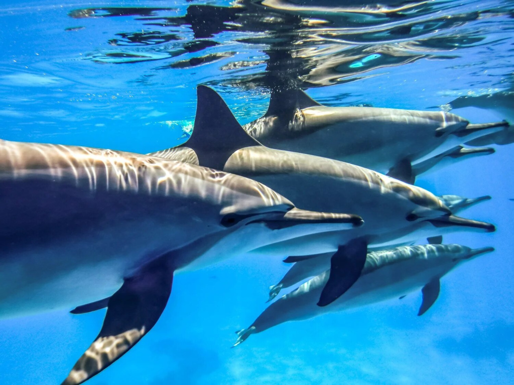 10-sataya-swimming-with-dolphins.jpg