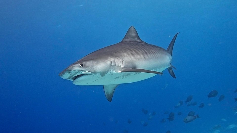 02_Tiger_Shark_Adventure.jpg 02_Tiger_Shark_Adventure.jpg