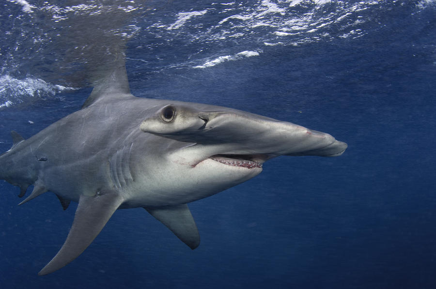 a_great_hammerhead_shark_swimming_brian_j_skerry_0.jpg a_great_hammerhead_shark_swimming_brian_j_skerry_0.jpg