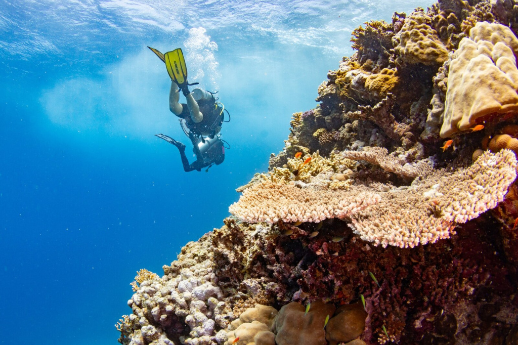 08-elba-coral-reef-divers.jpg