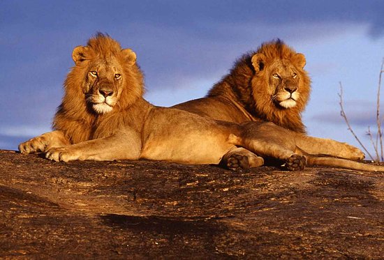 the-lions-at-tsavo-west.jpg