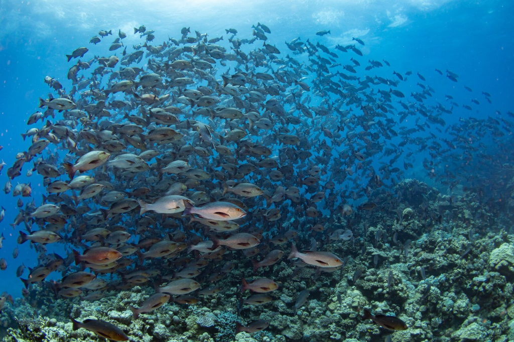 06-elba-school-of-fish.jpg 06-elba-school-of-fish.jpg