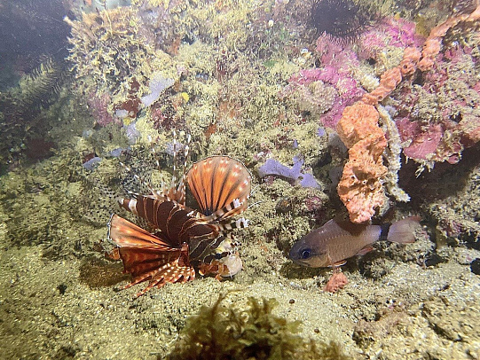 Филиппины. Март 2026