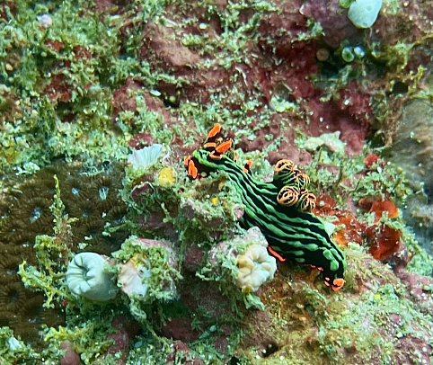 Филиппины. Март 2026