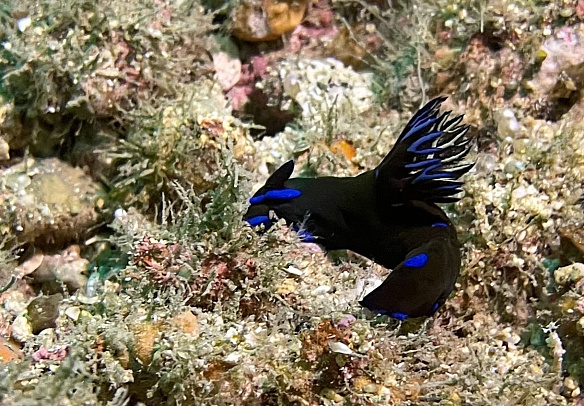 Филиппины. Март 2026