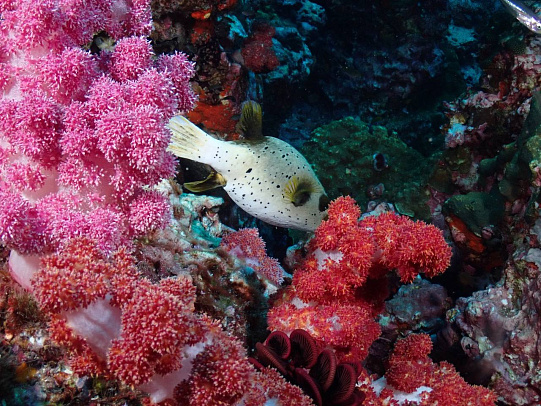 Тайланд. Февраль 2026