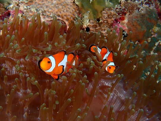 Филиппины. Октябрь 2025