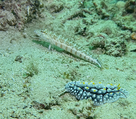 Филиппины. Март 2026