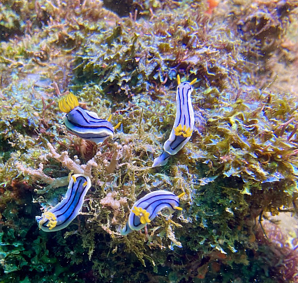 Филиппины. Март 2026