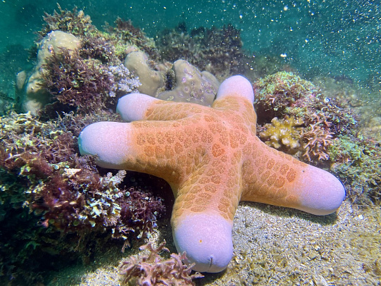 Филиппины. Март 2026