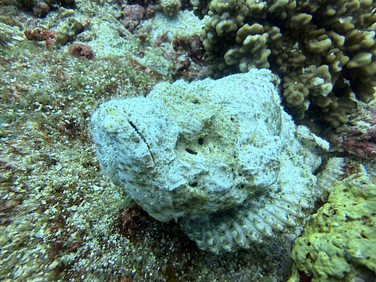 Филиппины. Март 2026