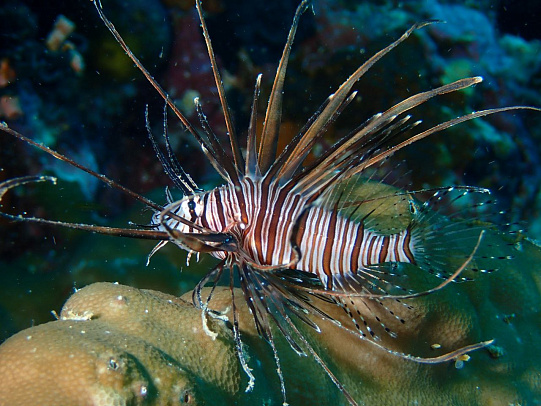 Филиппины. Октябрь 2025