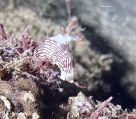 Филиппины. Март 2026