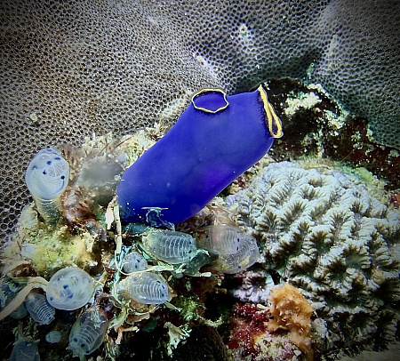 Филиппины. Март 2026