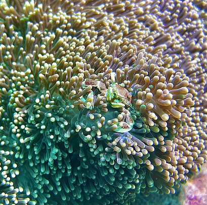 Филиппины. Март 2026