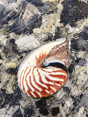 Филиппины. Март 2026