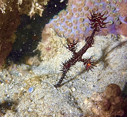 Филиппины. Март 2026