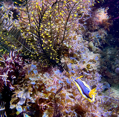 Филиппины. Март 2026