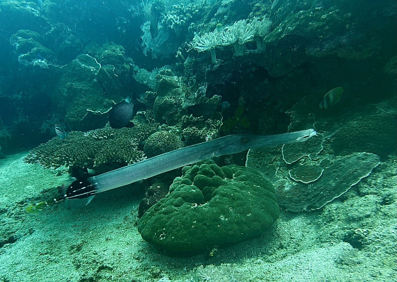 Филиппины. Март 2026