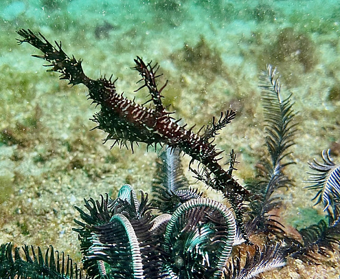 Филиппины. Март 2026