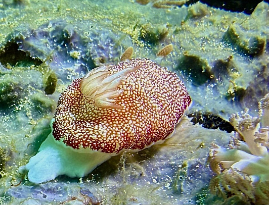 Филиппины. Март 2026