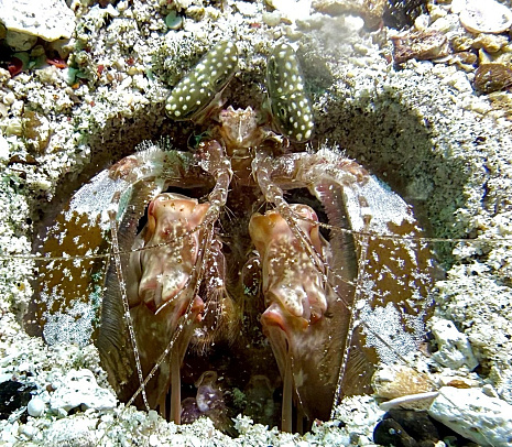 Филиппины. Март 2026