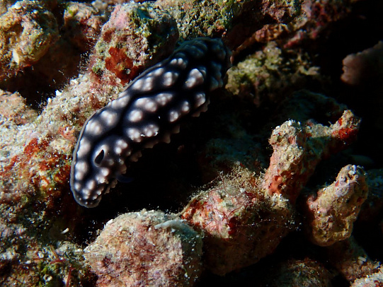 Филиппины. Октябрь 2025