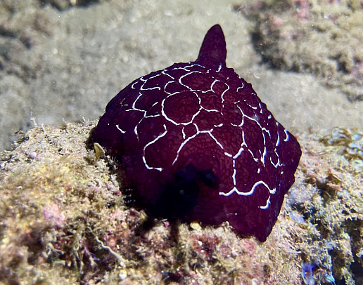 Филиппины. Март 2026