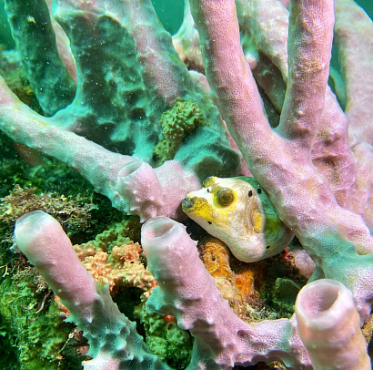 Филиппины. Март 2026