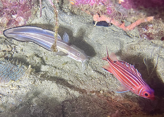 Филиппины. Март 2026