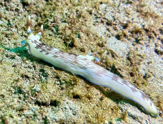 Филиппины. Март 2026