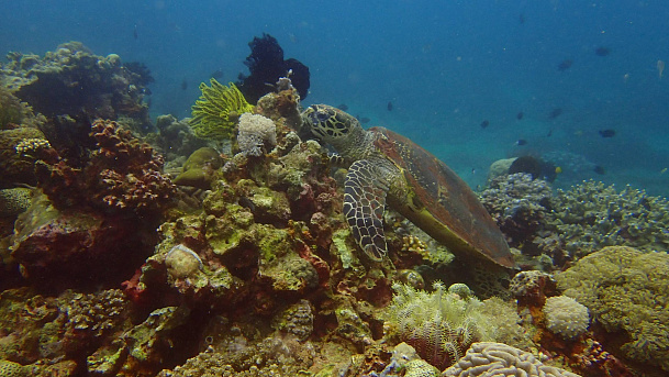 Филиппины. Март 2026