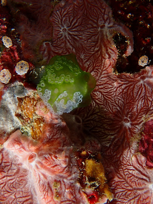 Филиппины. Октябрь 2025